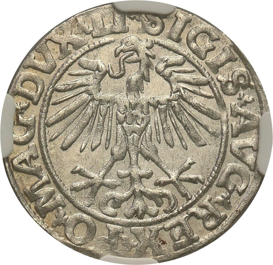 Zygmunt II August. Półgrosz 1551, Wilno NGC MS62